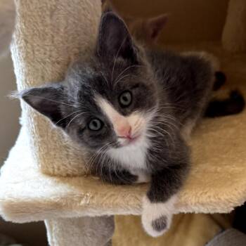 Dom -  Domestic Short Hair Cat for Adoption in San Jacinto, California - Dom | PetCurious