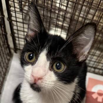 Skunk -  Domestic Short Hair Cat for Adoption in Yuma, Arizona - Skunk | PetCurious
