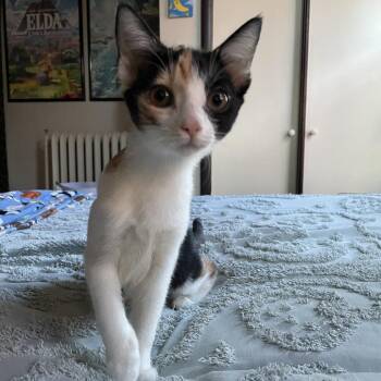 Lightbulb -  Domestic Short Hair Cat for Adoption in Harrisonburg, Virginia - Lightbulb | PetCurious