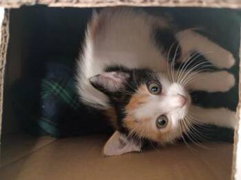 Cadet Kelly -  Domestic Short Hair Cat for Adoption in Atlanta, Georgia - Cadet Kelly | PetCurious