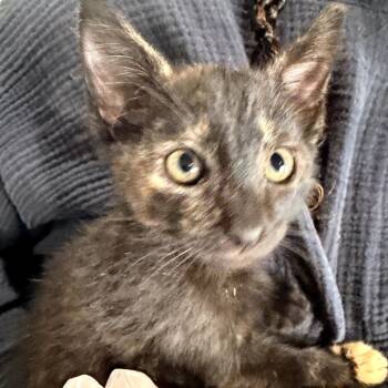 Domestic Medium Hair Cats Available for Adoption in Volcano, Hawaii - Pele (COH-A-67055) | PetCurious