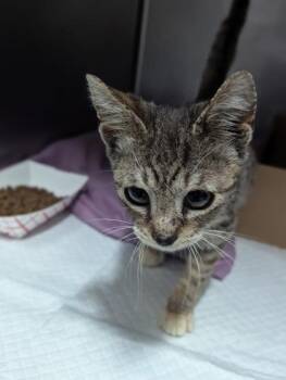 Domestic Short Hair Cats Available for Adoption in West Chester, Pennsylvania - Benny Fka Binx | PetCurious