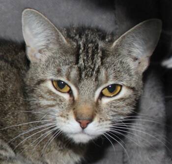 Rescue Domestic Short Hair Cats for Adoption in Huron, South Dakota - Waffle | PetCurious