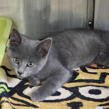 Leo -  Domestic Short Hair Cat Available for Adoption in Dixon, Illinois - Leo | PetCurious