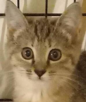 Rescue Domestic Short Hair Cats for Adoption in Garrett Park, Maryland - Lacy | PetCurious