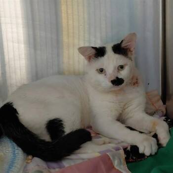 SIR. TIMOTHY -  Domestic Short Hair Cat for Adoption - SIR. TIMOTHY | PetCurious