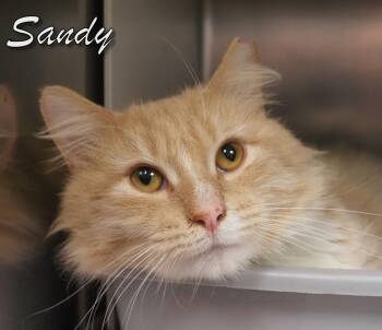 Domestic Medium Hair Cats Available for Adoption - Sandy Cat | PetCurious