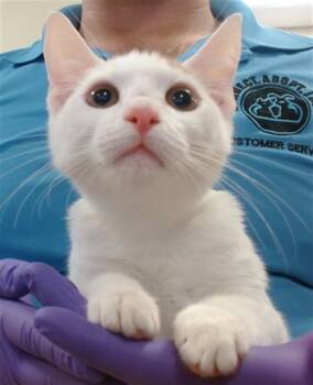 WYATT -  Domestic Short Hair Cat for Adoption in Doral, Florida - WYATT | PetCurious