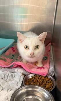 Domestic Short Hair Cats Available for Adoption - Angelo | PetCurious