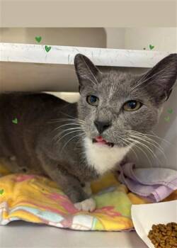 CLEMENT -  Domestic Short Hair Cat for Adoption in Doral, Florida - CLEMENT | PetCurious