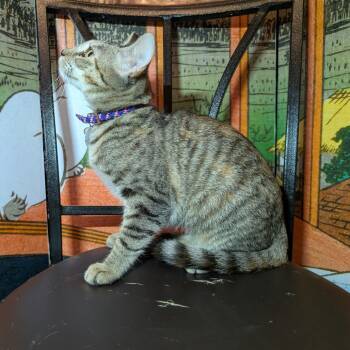 Rescue Domestic Short Hair Cats for Adoption in Long Beach, California - Bella Bravo | PetCurious