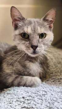 Taylor -  Domestic Short Hair Cat for Adoption in Mountain Home, Arkansas - Taylor | PetCurious