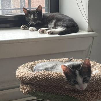 Clover and Nettle -  Domestic Short Hair Cat for Adoption in Stamford, Connecticut - Clover And Nettle | PetCurious