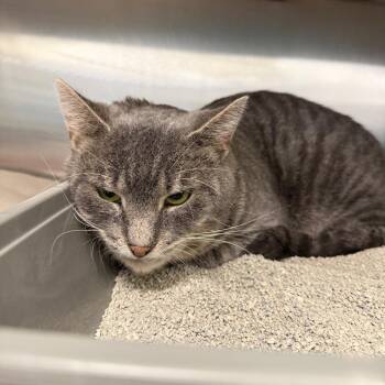 Domestic Short Hair Cats Available for Adoption - Yammy | PetCurious