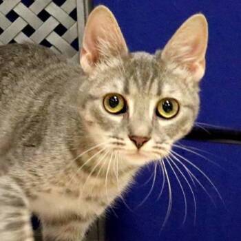 Rain -  Domestic Long Hair Cat for Adoption in Midland, Texas - Rain | PetCurious