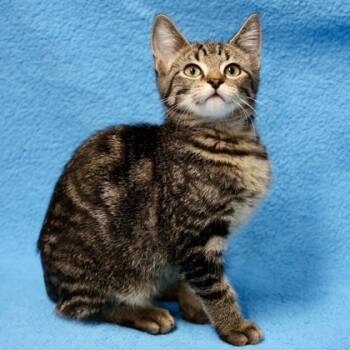 Rescue Domestic Short Hair Cats for Adoption in Hastings, Minnesota - Sven | PetCurious