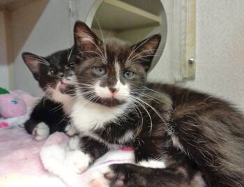 Domestic Short Hair Cats Available for Adoption in Delhi, New York - HUMOR & COMEDY | PetCurious