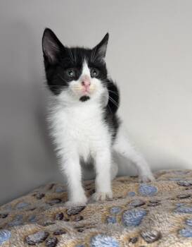 Buzz -  Domestic Short Hair Cat for Adoption in Martinsburg, West Virginia - Buzz | PetCurious