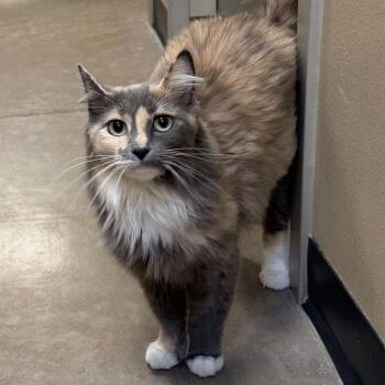 Winnie -  Domestic Medium Hair Cat for Adoption in Cody, Wyoming - Winnie | PetCurious