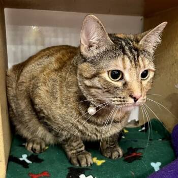 Rescue Torbie and Domestic Short Hair Cats for Adoption in Knoxville, Tennessee - Mimosa | PetCurious