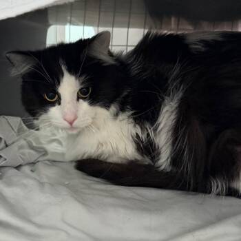 Tootin -  Domestic Medium Hair Cat for Adoption in Chicago, Illinois - Tootin | PetCurious