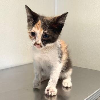 IVHS-Stray-141421 -  Domestic Short Hair Cat for Adoption in San Gabriel, California - IVHS-Stray-141421 | PetCurious