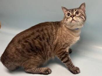 Nur -  Domestic Short Hair Cat for Adoption in Golden Valley, Minnesota - Nur | PetCurious