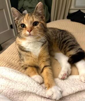 Domestic Short Hair Cats Available for Adoption - Best Friend | PetCurious