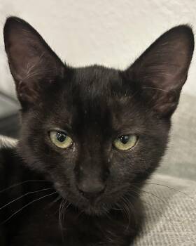 Truce -  Domestic Medium Hair Cat for Adoption in North Highlands, California - Truce | PetCurious