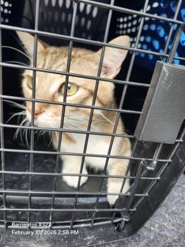 Domestic Short Hair Cats Available for Adoption - ISAISH | PetCurious