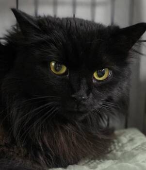 Domestic Long Hair Cats Available for Adoption - Shadow | PetCurious