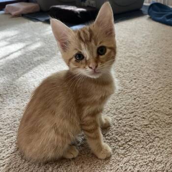 Domestic Short Hair Cats Available for Adoption - Clementine In Burke, VA | PetCurious