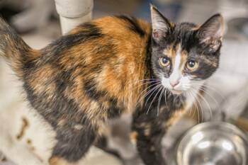 A1269049 -  Domestic Long Hair Cat for Adoption in Charlotte, North Carolina - A1269049 | PetCurious