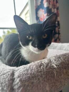 Katara -  Domestic Short Hair Cat for Adoption in Skippack, Pennsylvania - Katara | PetCurious