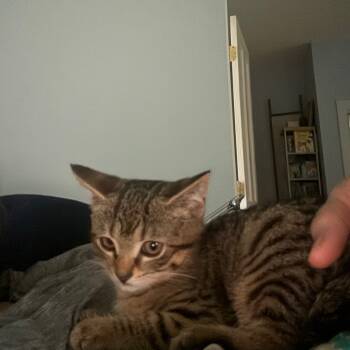 Rescue Domestic Short Hair Cats for Adoption in Shelbyville, Indiana - Sora | PetCurious