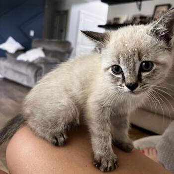 Doc -  Domestic Short Hair Cat for Adoption in West Olive, Michigan - Doc | PetCurious