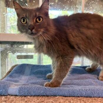 Bunny -  Nebelung Cat Available for Adoption - Bunny | PetCurious