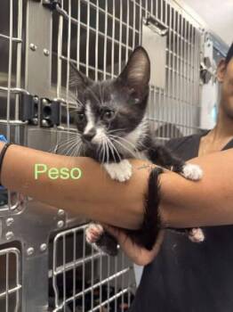 Domestic Short Hair Cats Available for Adoption in Hilton Head Island, South Carolina - Peso | PetCurious