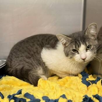 Domestic Short Hair Cats Available for Adoption in Bullhead City, Arizona - Cat 04/22/2026 | PetCurious