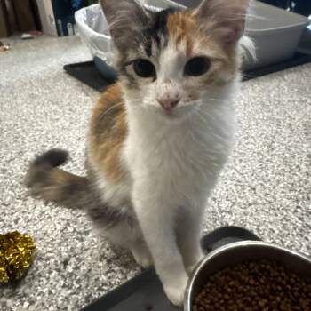 Domestic Medium Hair Cats Available for Adoption - Angus Foxy (bonded To Krisstoferson Silverfox) | PetCurious