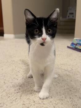 Seymour -  Domestic Short Hair Cat for Adoption in Santa Ana, California - Seymour | PetCurious