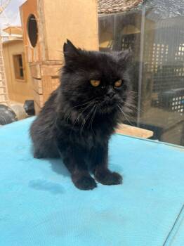 Persian Cats Available for Adoption in Brampton, Ontario - Lucifer | PetCurious