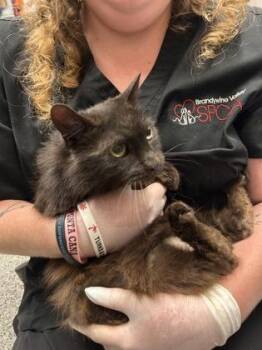 Sylvia -  Domestic Medium Hair and Domestic Short Hair Cat for Adoption in West Chester, Pennsylvania - Sylvia | PetCurious