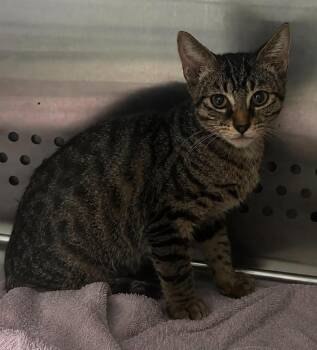 Nikko -  Domestic Medium Hair Cat for Adoption in Columbia, Tennessee - Nikko | PetCurious