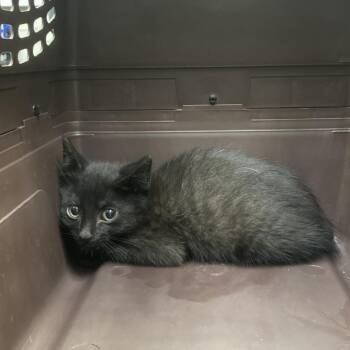 Lil Bunny -  Domestic Short Hair Cat for Adoption in Galveston, Texas - Lil Bunny | PetCurious