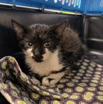 Dag -  Domestic Short Hair Cat for Adoption in Athens, Georgia - Dag | PetCurious