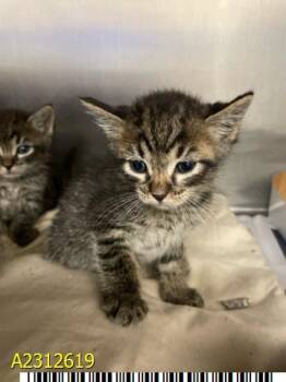 Rescue Domestic Short Hair Cats for Adoption in West Palm Beach, Florida - - BASIL | PetCurious