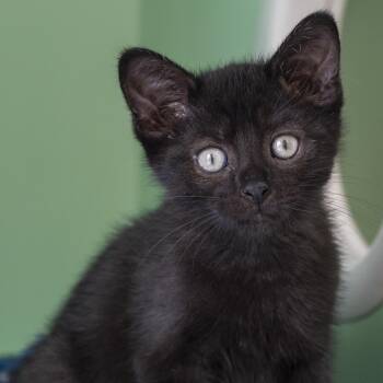 Tony -  Domestic Short Hair Cat for Adoption in Pontiac, Michigan - Tony | PetCurious