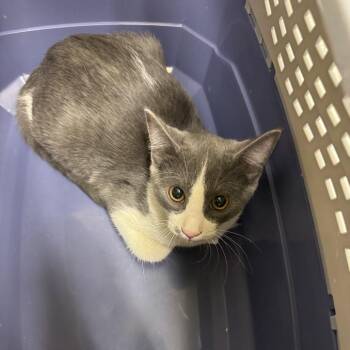 Road Glide -  Domestic Short Hair Cat for Adoption in Murray, Utah - Road Glide | PetCurious
