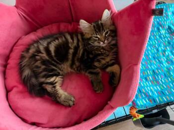 Élio -  Domestic Long Hair Cat for Adoption in Terrebonne, Quebec - Élio | PetCurious